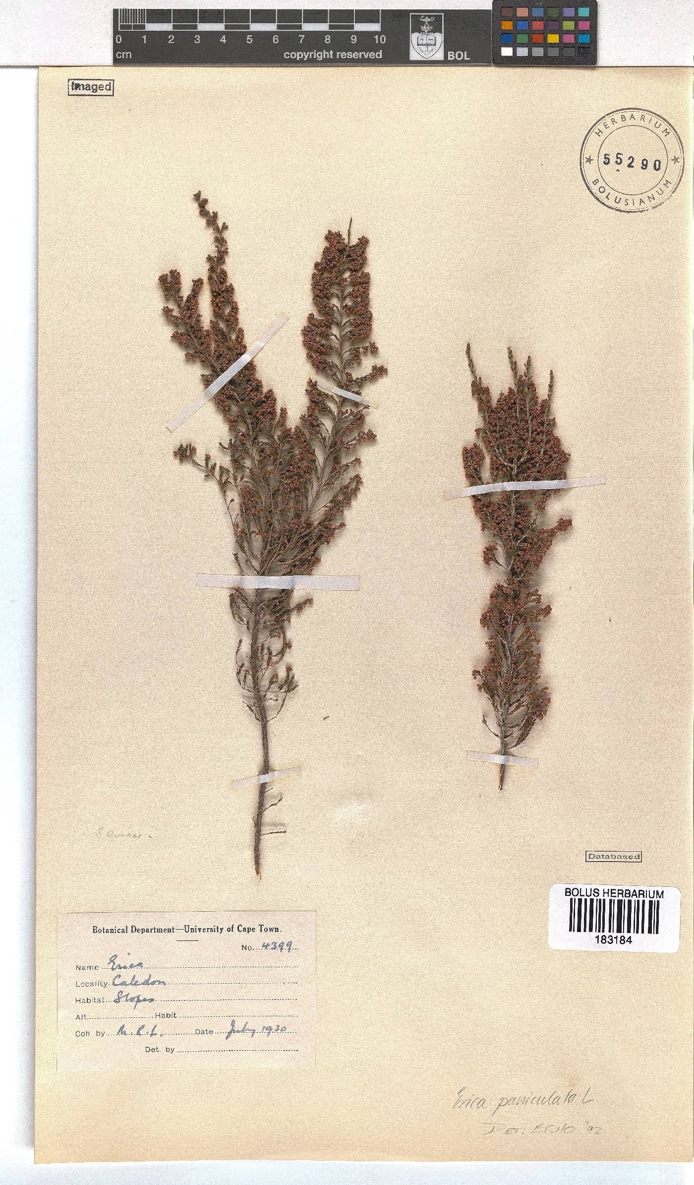 Erica paniculata image