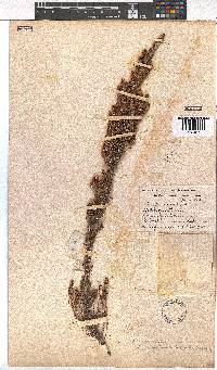 Erica paniculata image