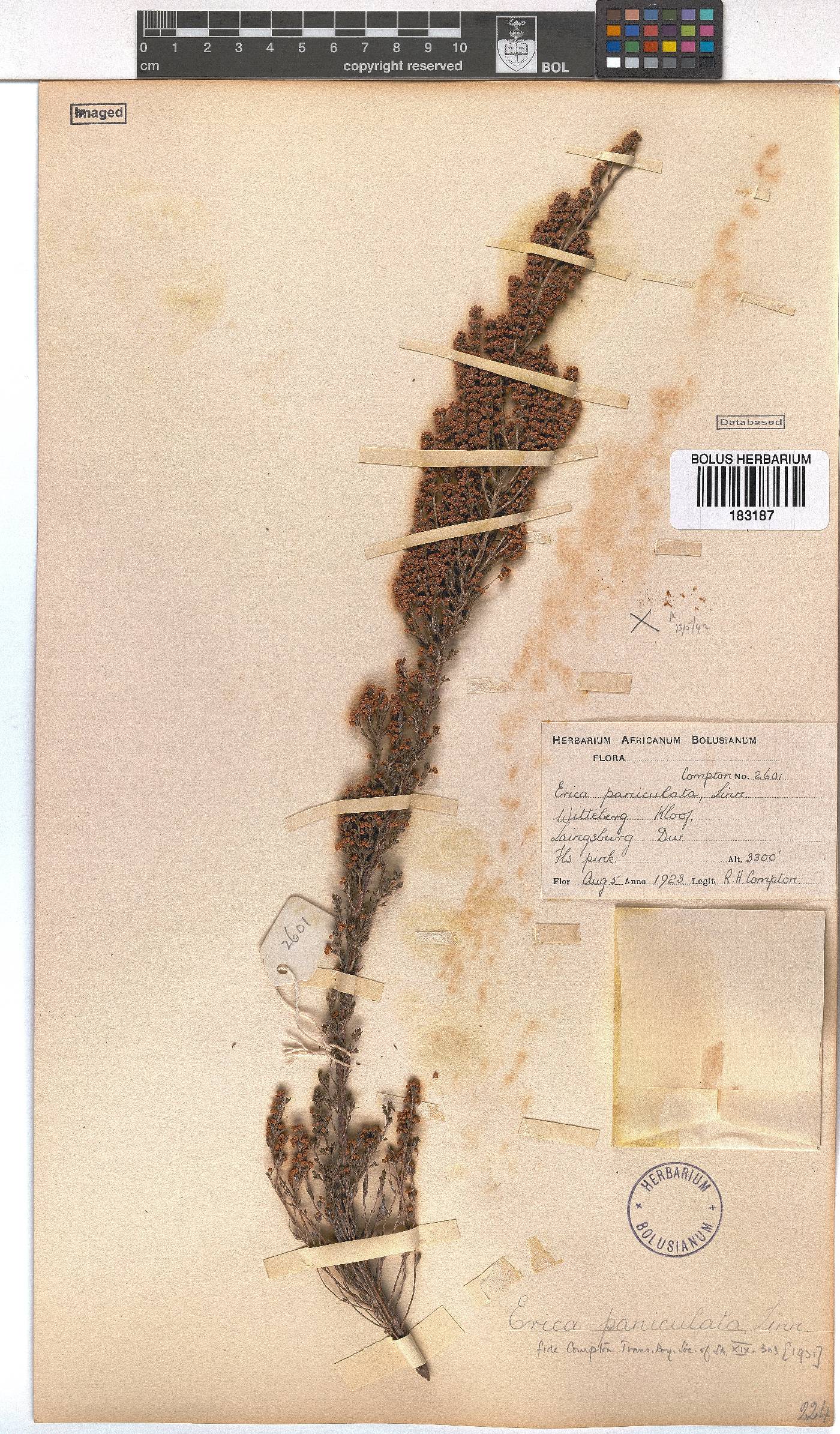 Erica paniculata image