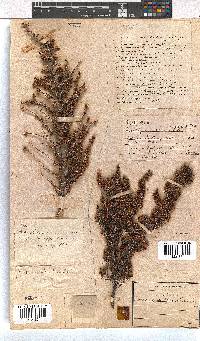 Erica paniculata image