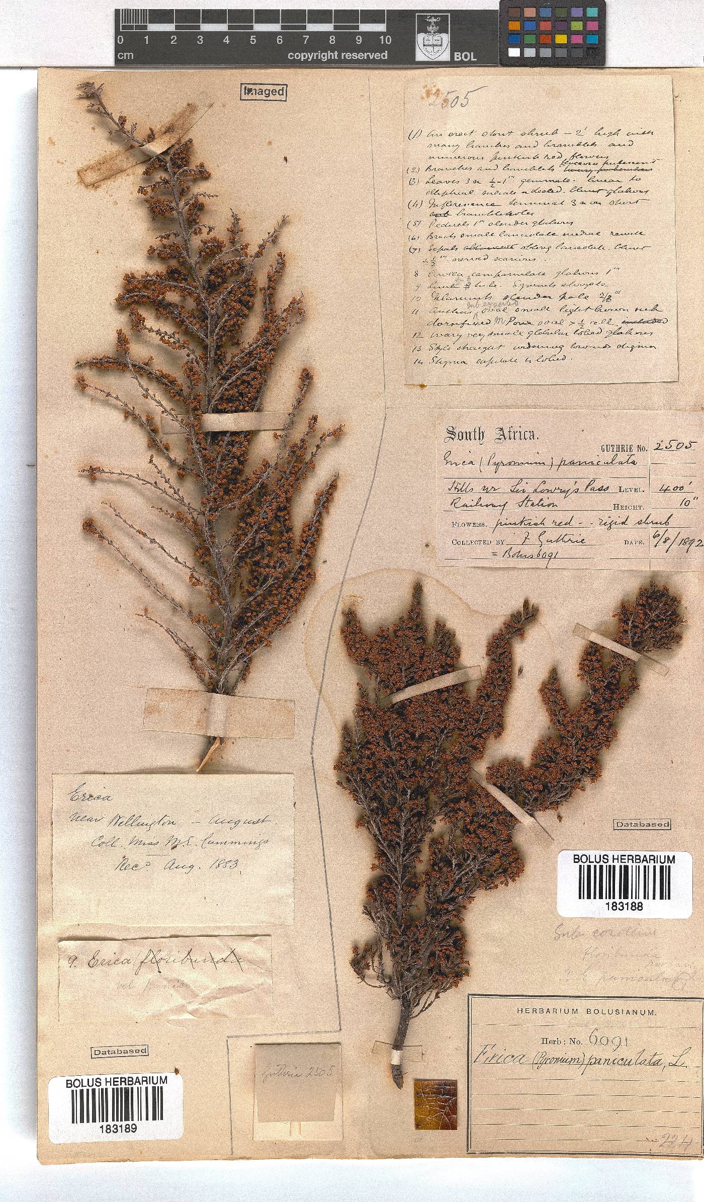 Erica paniculata image