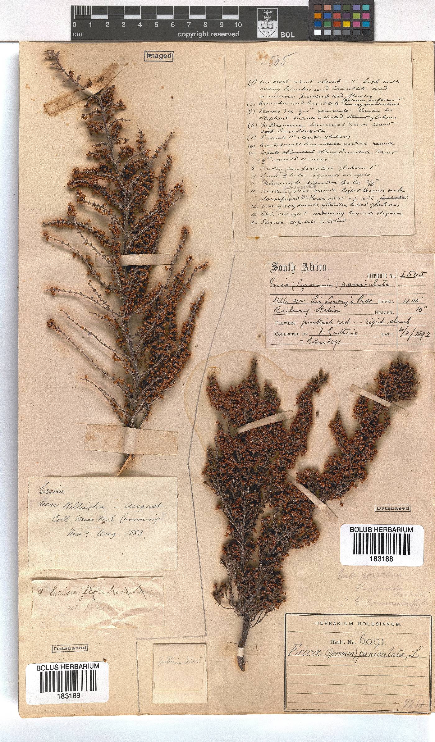 Erica paniculata image