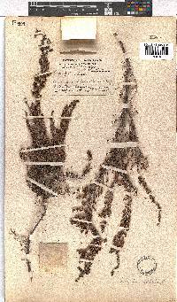 Erica paniculata image