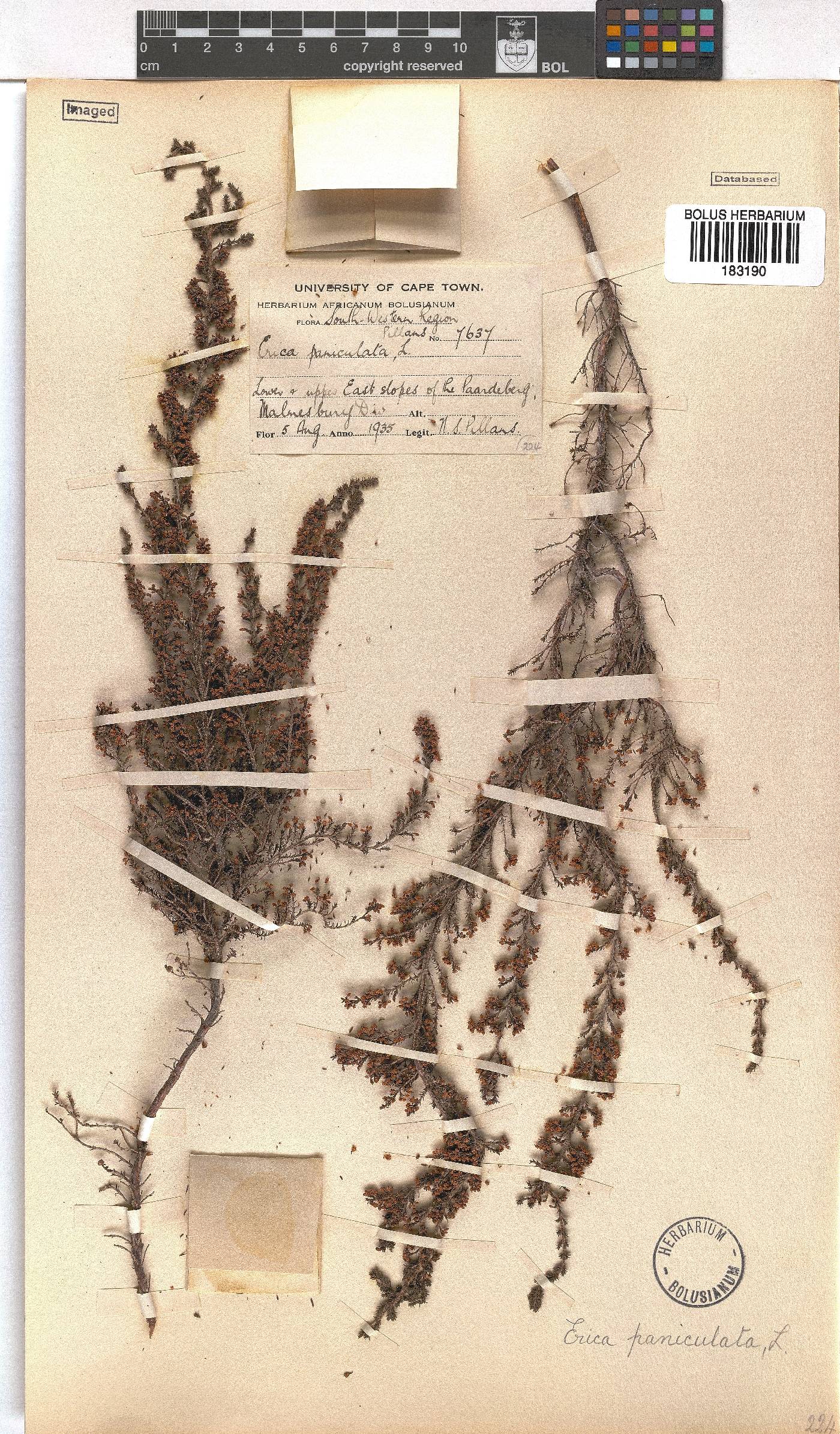 Erica paniculata image