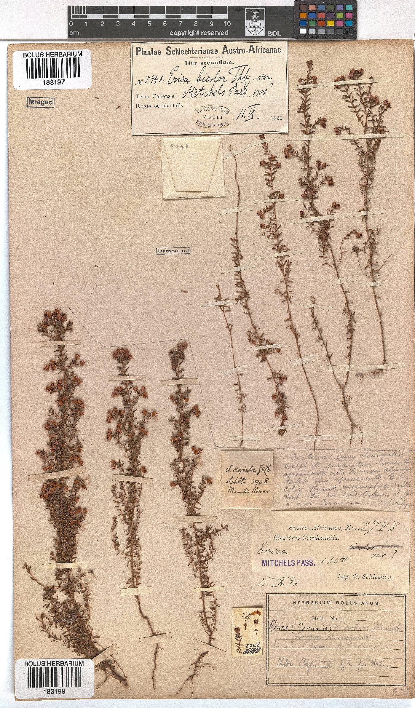 Erica bicolor image