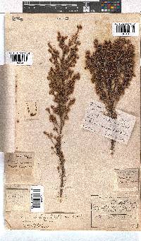 Erica bicolor image