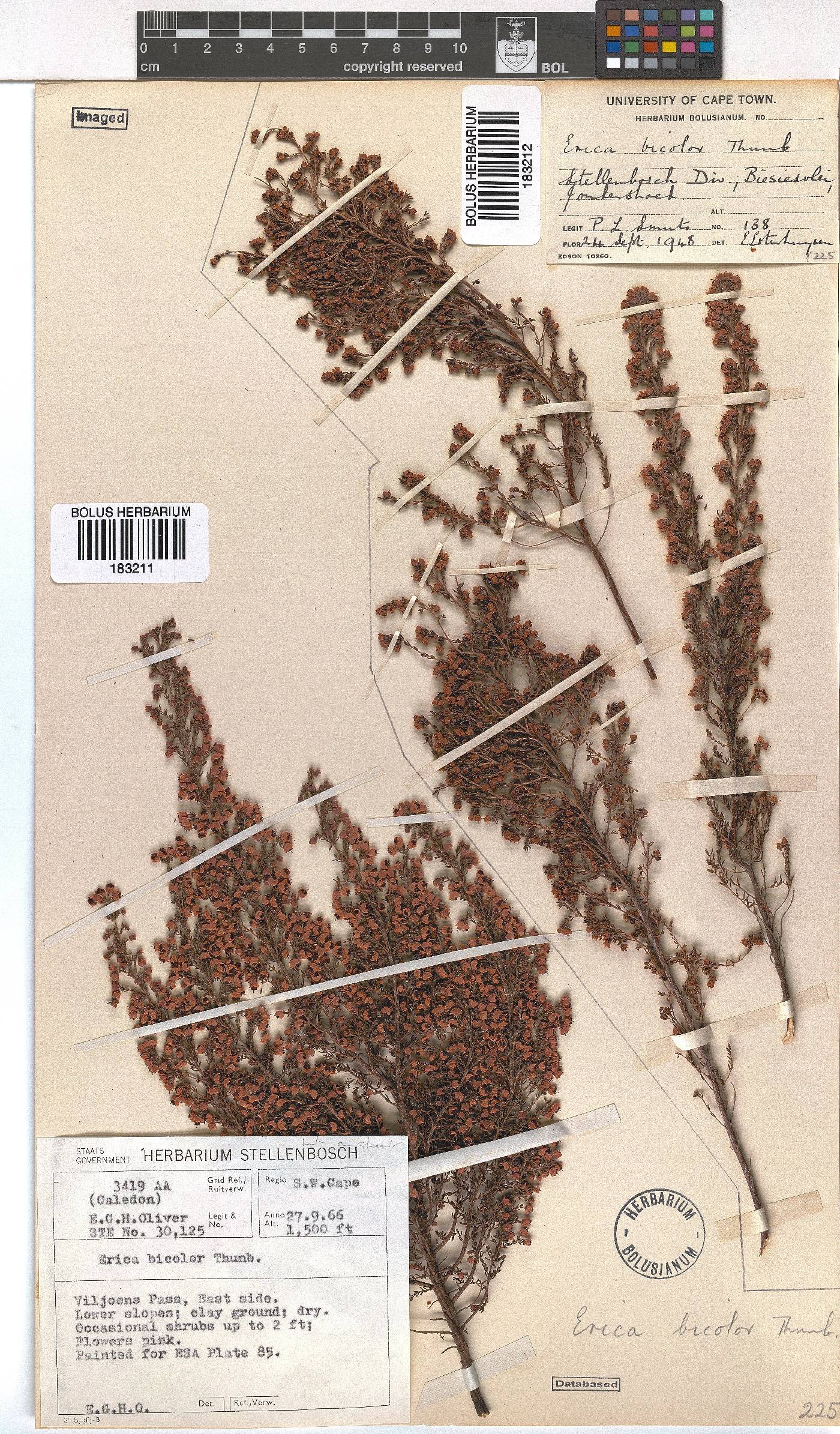 Erica bicolor image