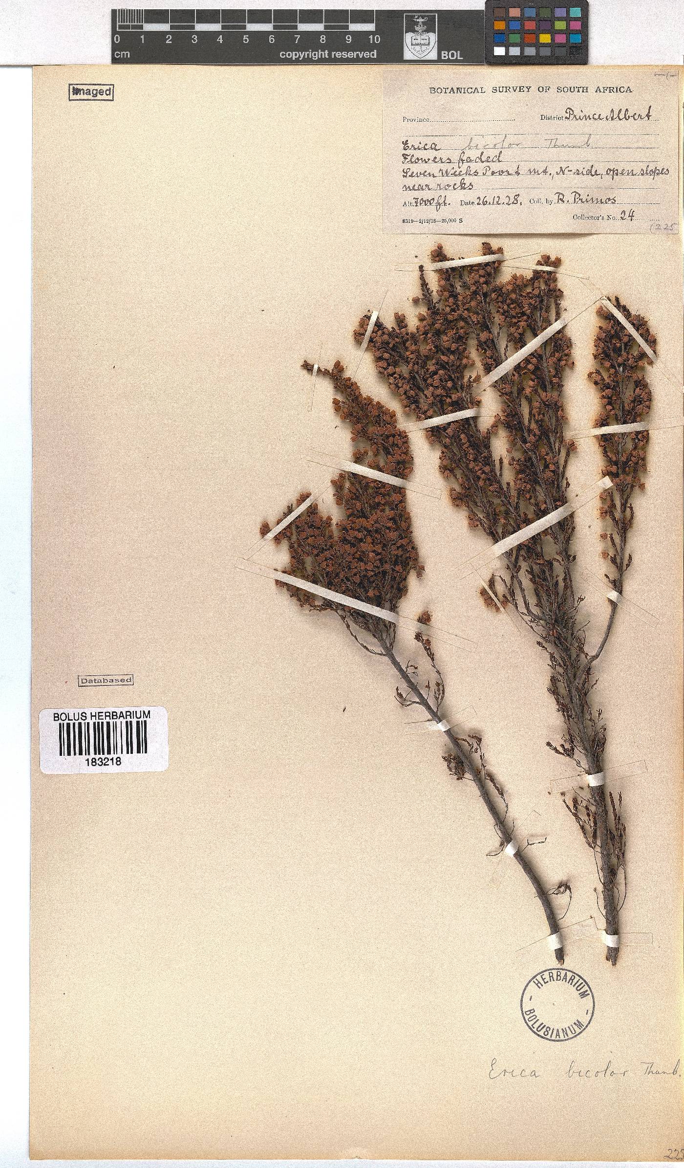 Erica bicolor image