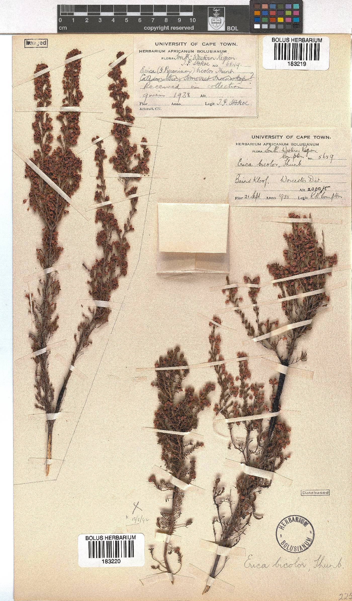 Erica bicolor image