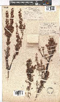 Erica bicolor image