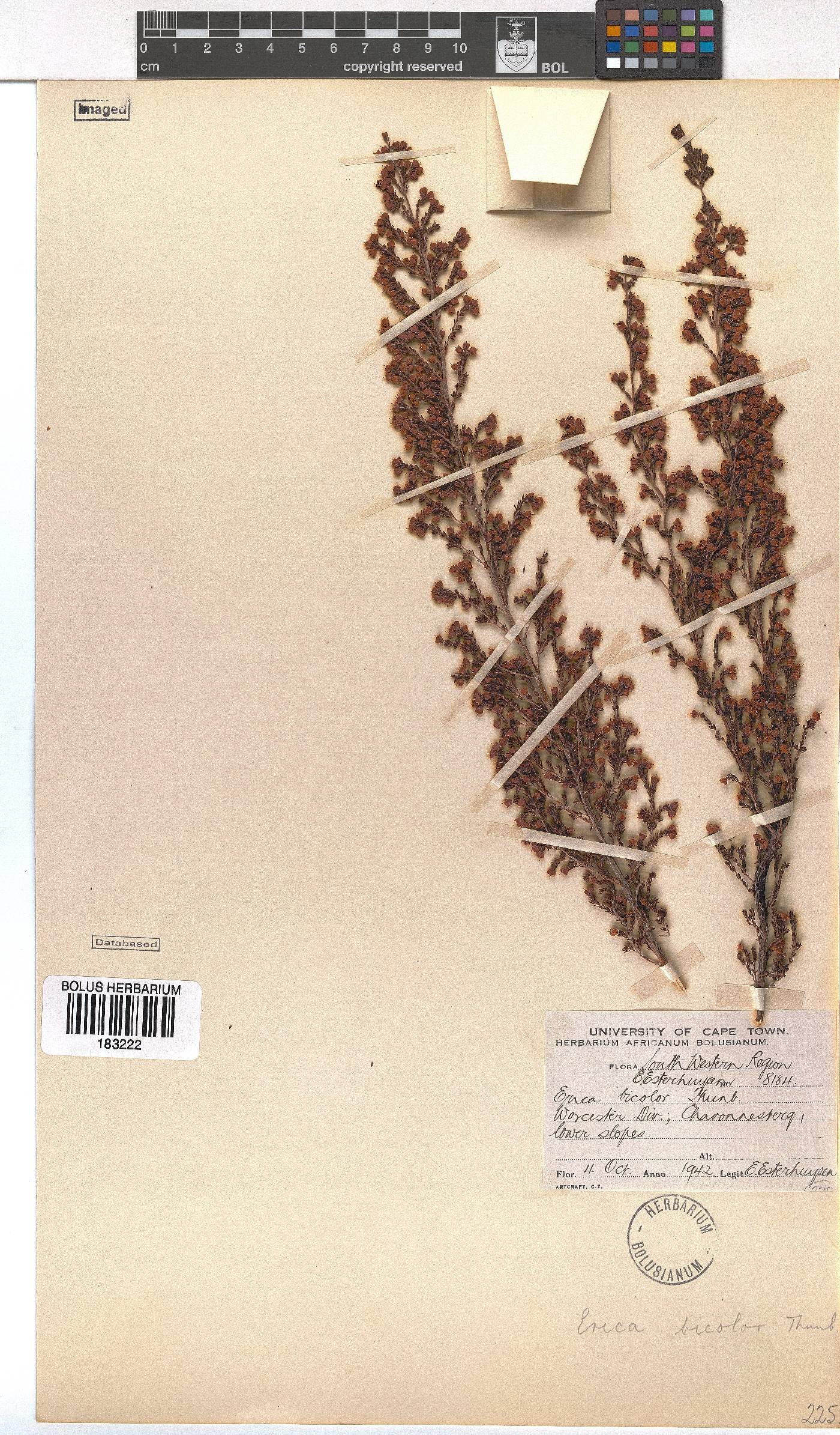 Erica bicolor image