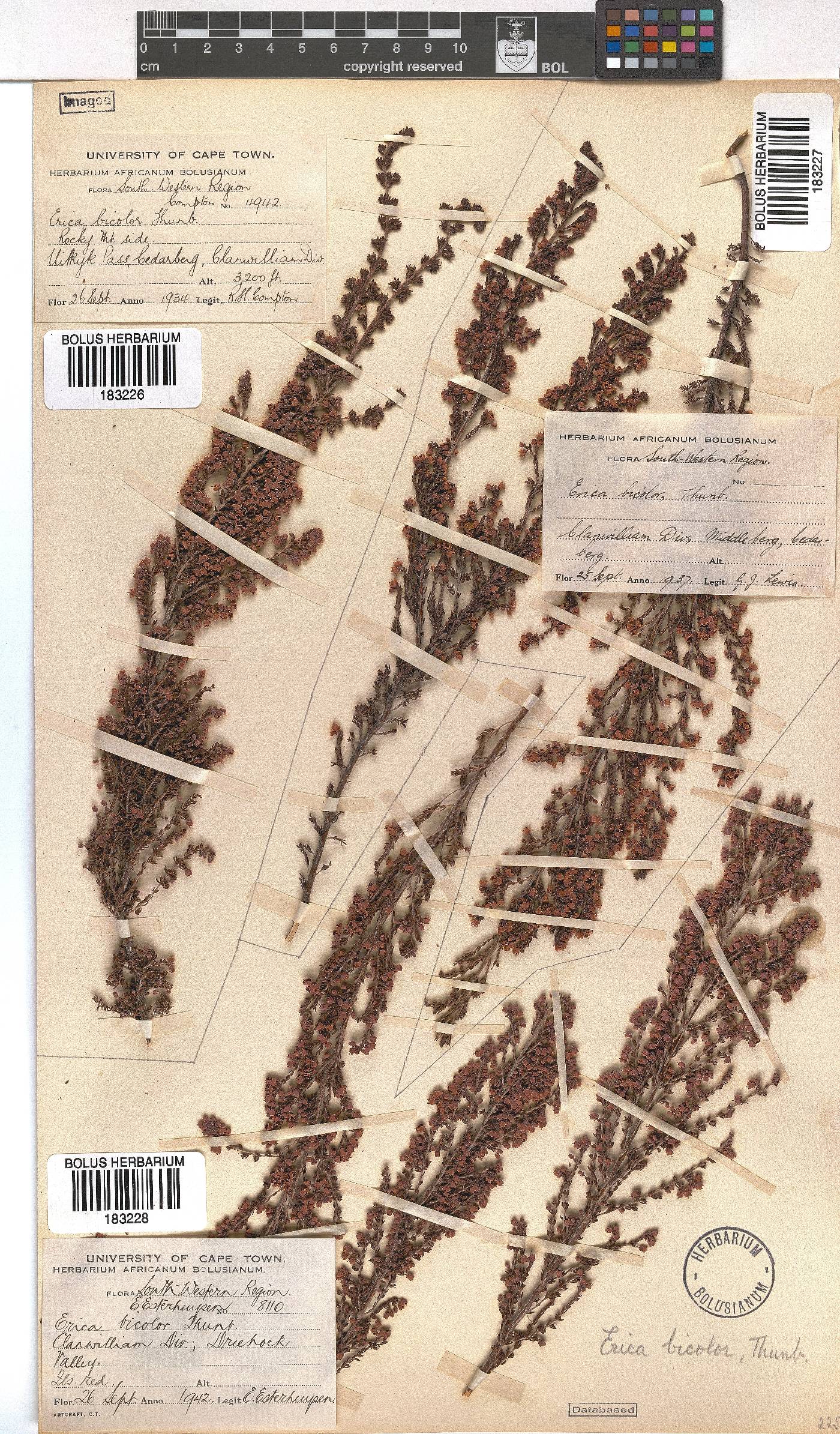 Erica bicolor image
