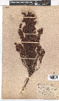 Erica diotiflora image