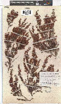 Erica diotiflora image