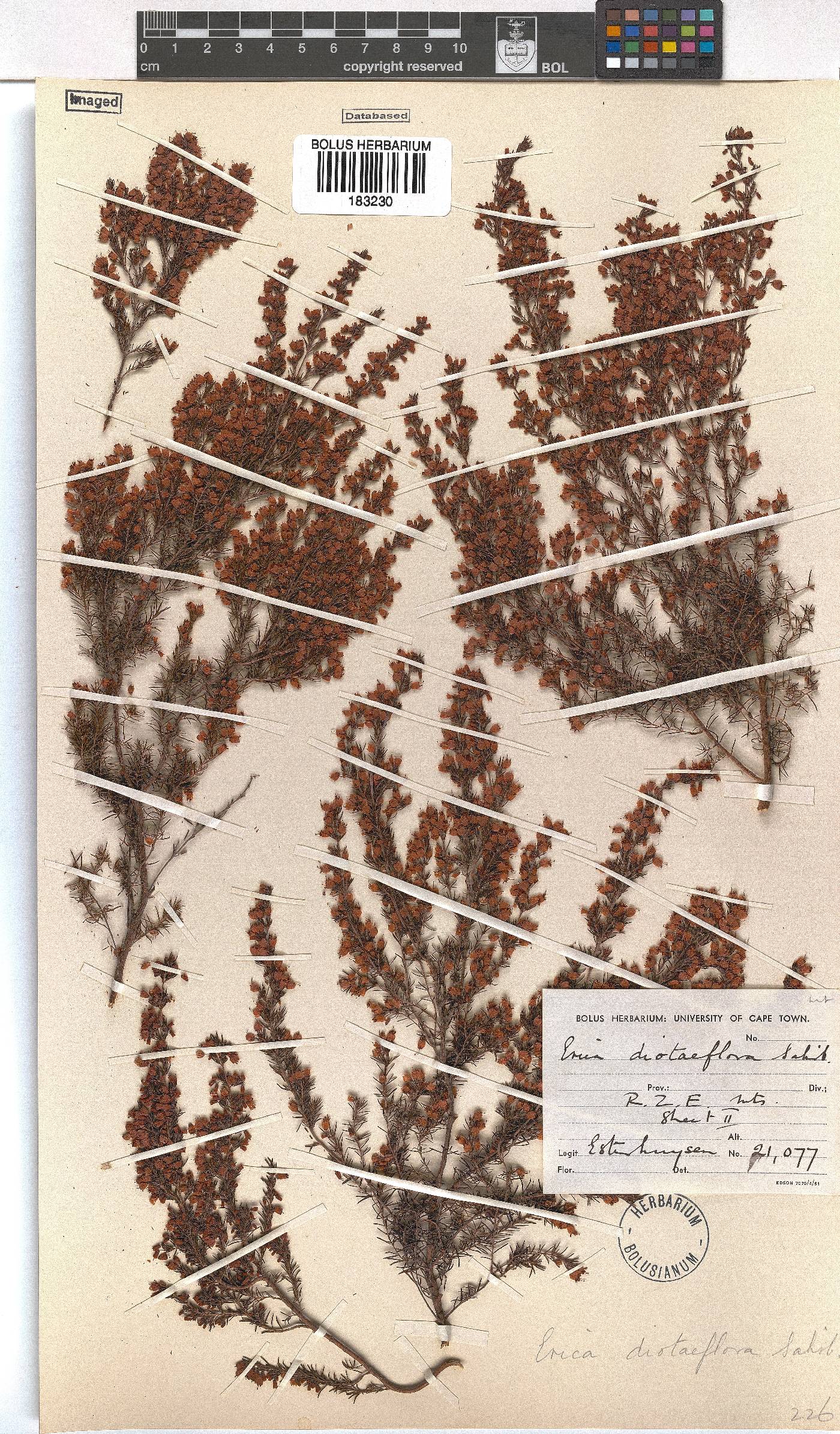 Erica diotiflora image