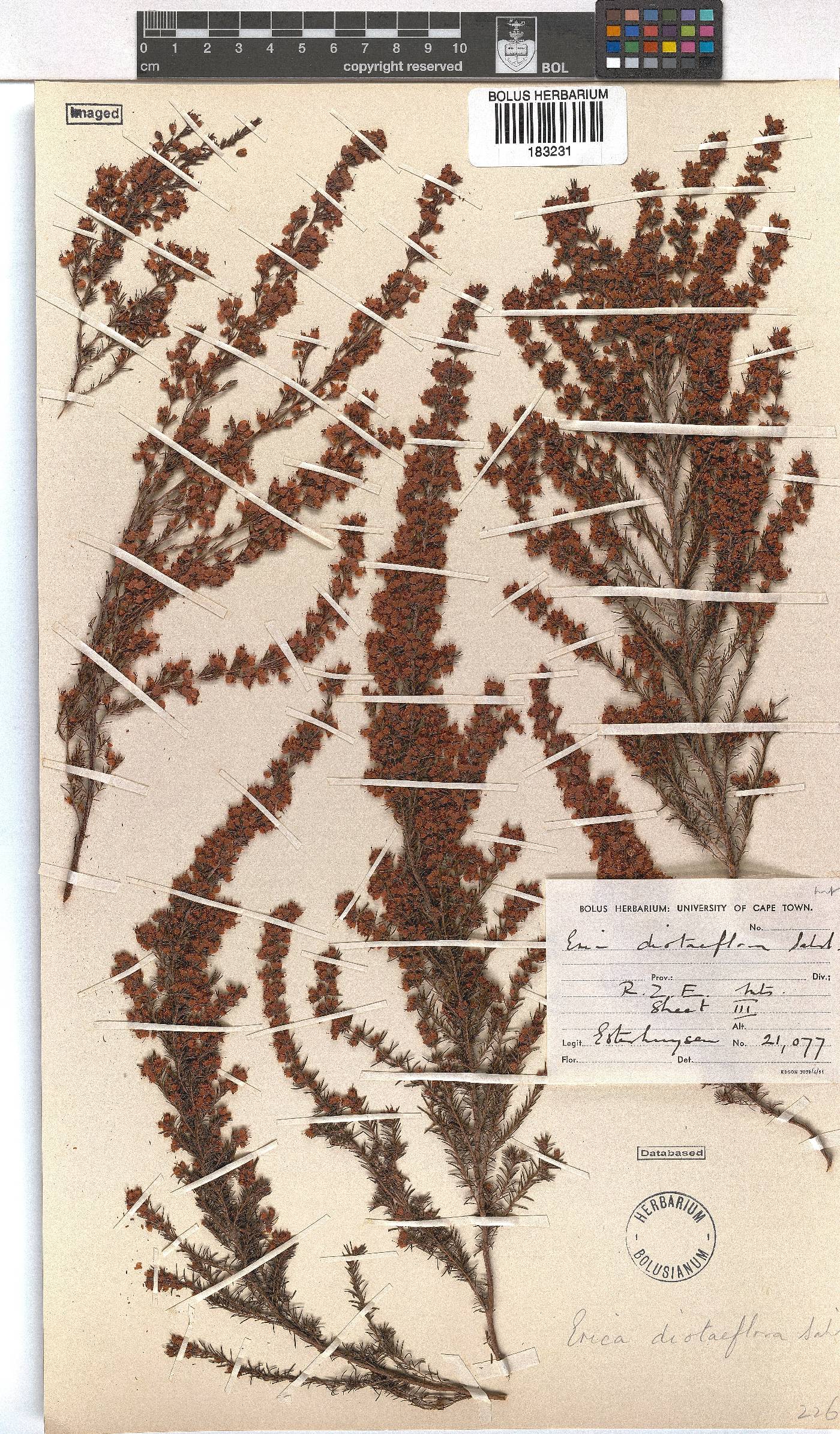 Erica diotiflora image