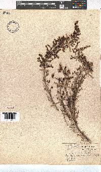 Erica opulenta image