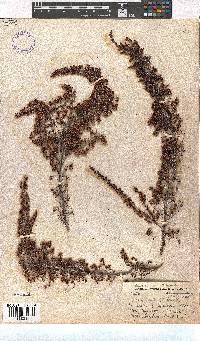 Erica opulenta image