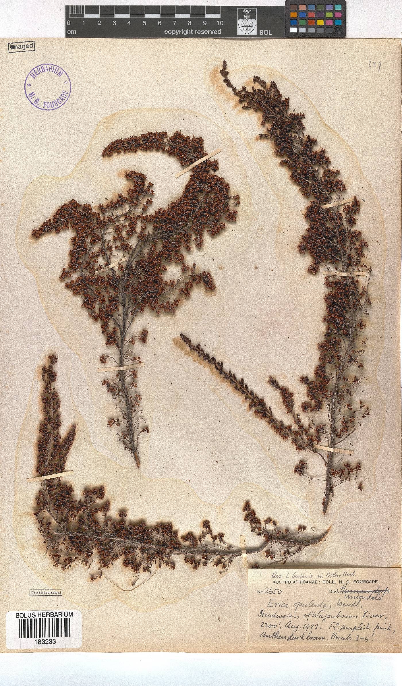 Erica opulenta image