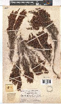 Erica opulenta image