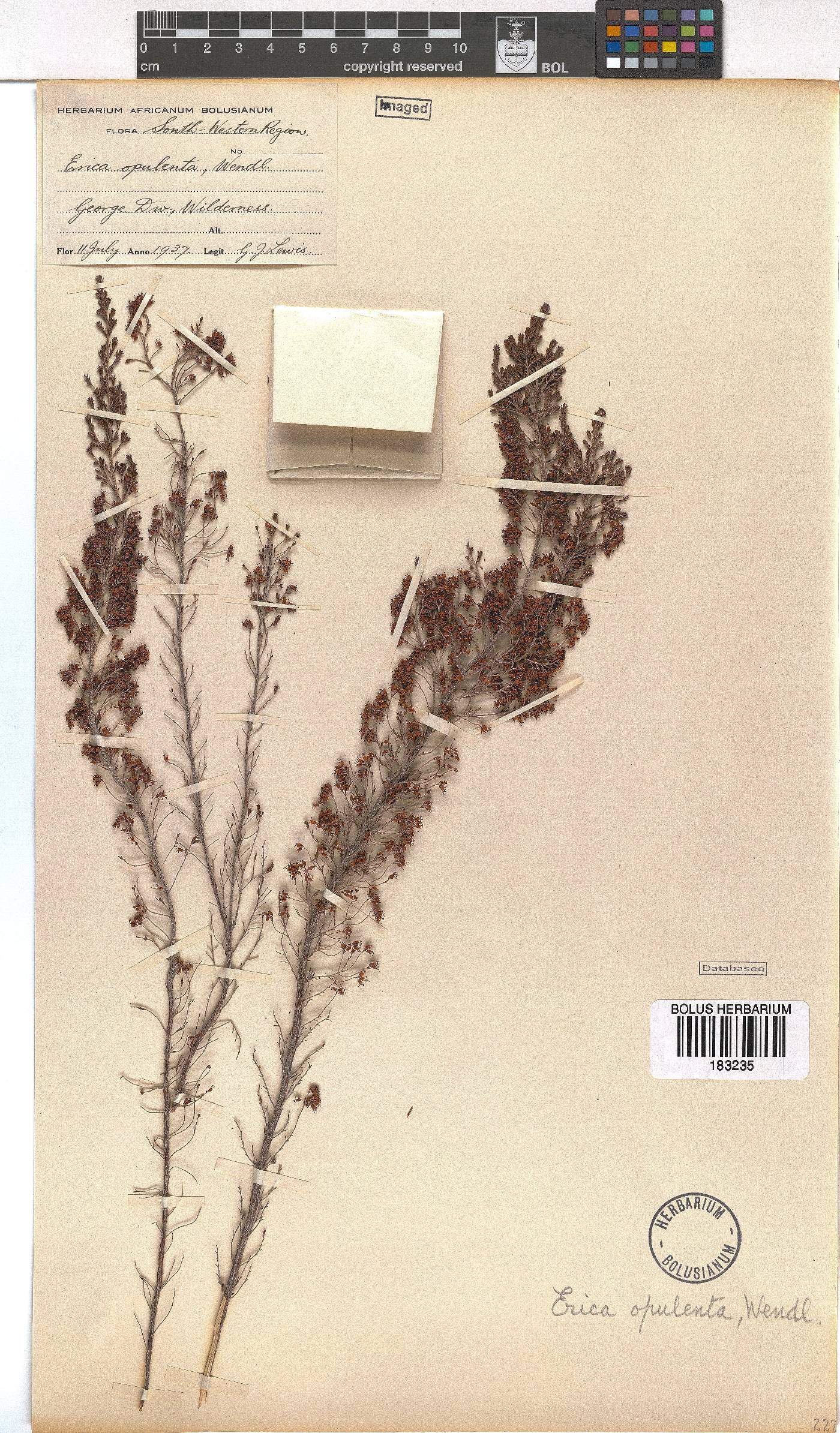 Erica opulenta image