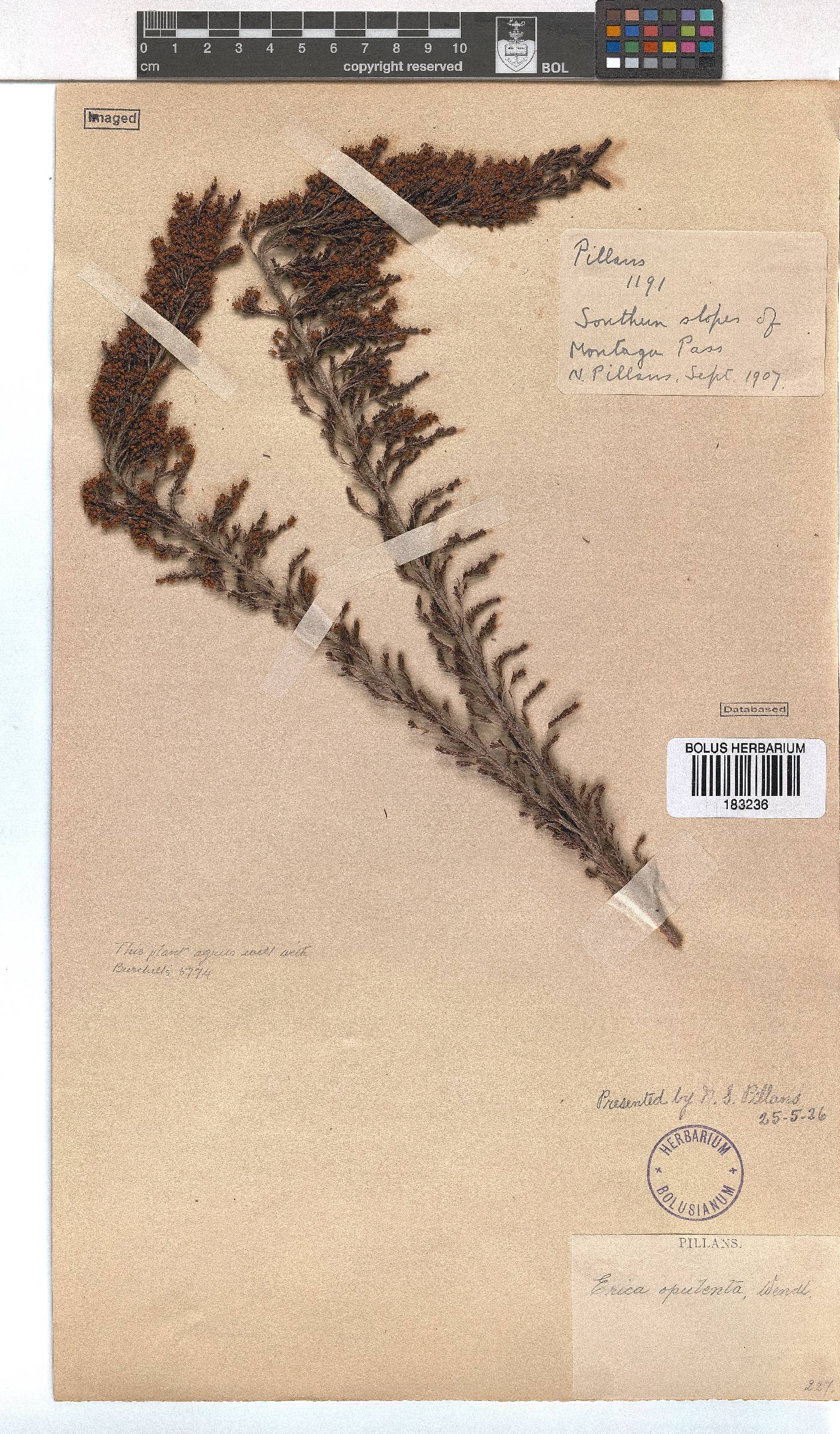 Erica opulenta image