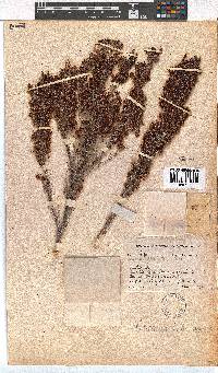 Erica opulenta image