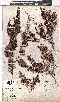 Erica opulenta image