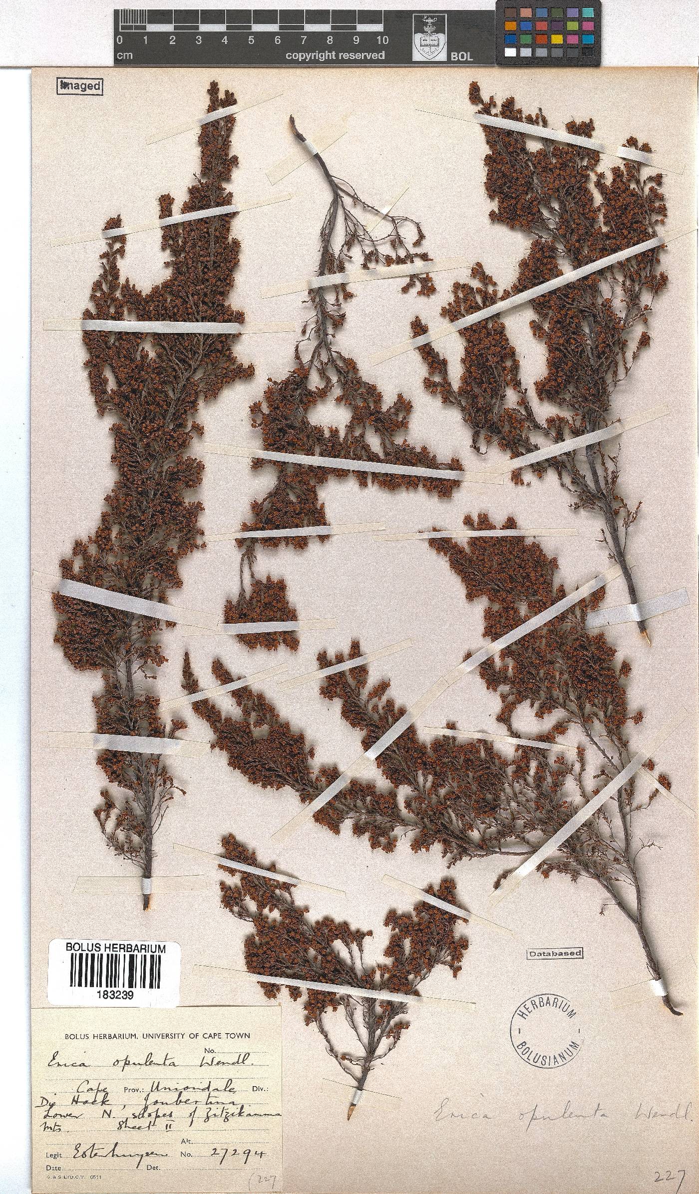 Erica opulenta image