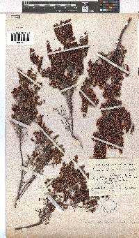 Erica opulenta image