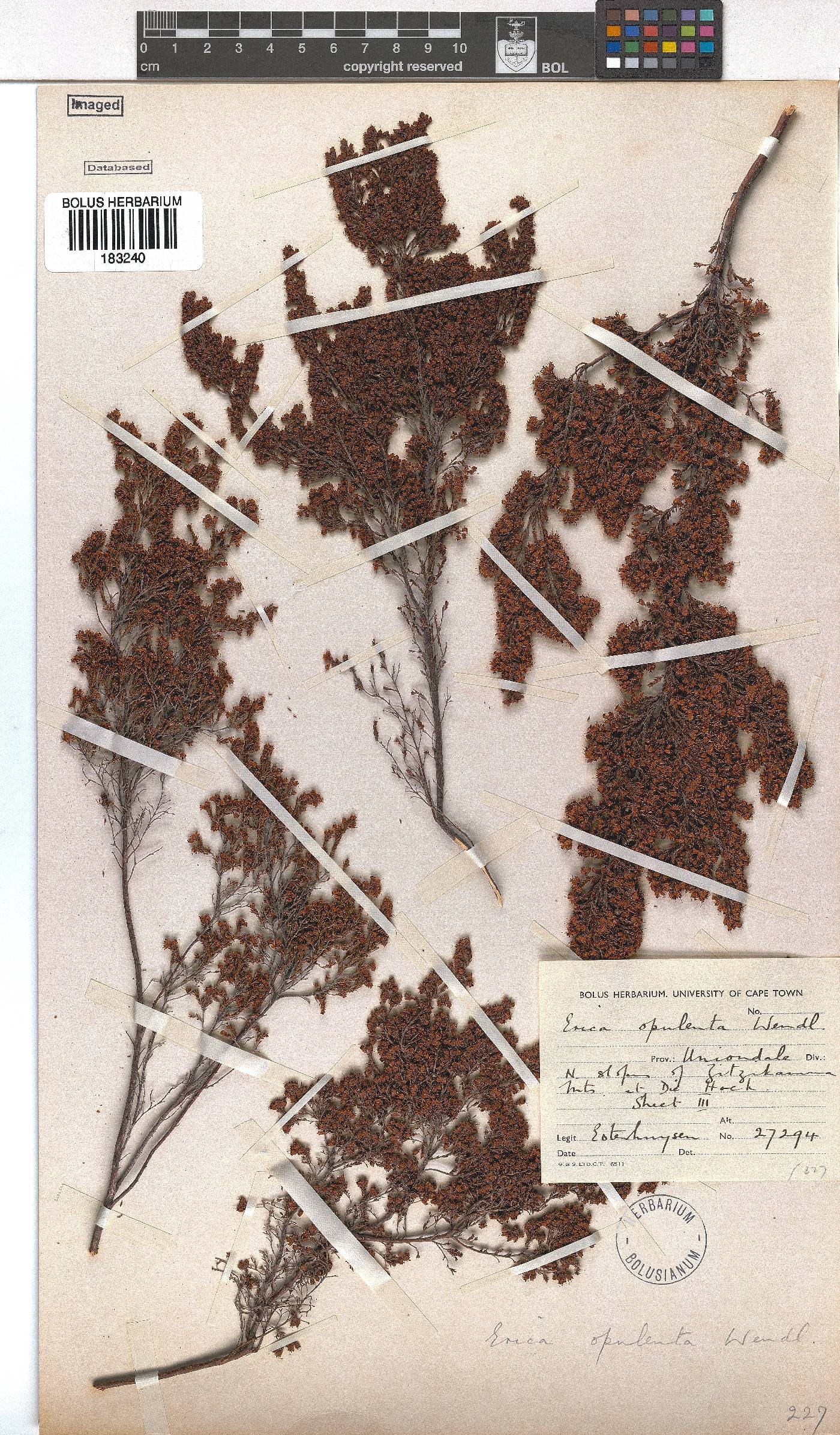 Erica opulenta image