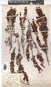 Erica opulenta image