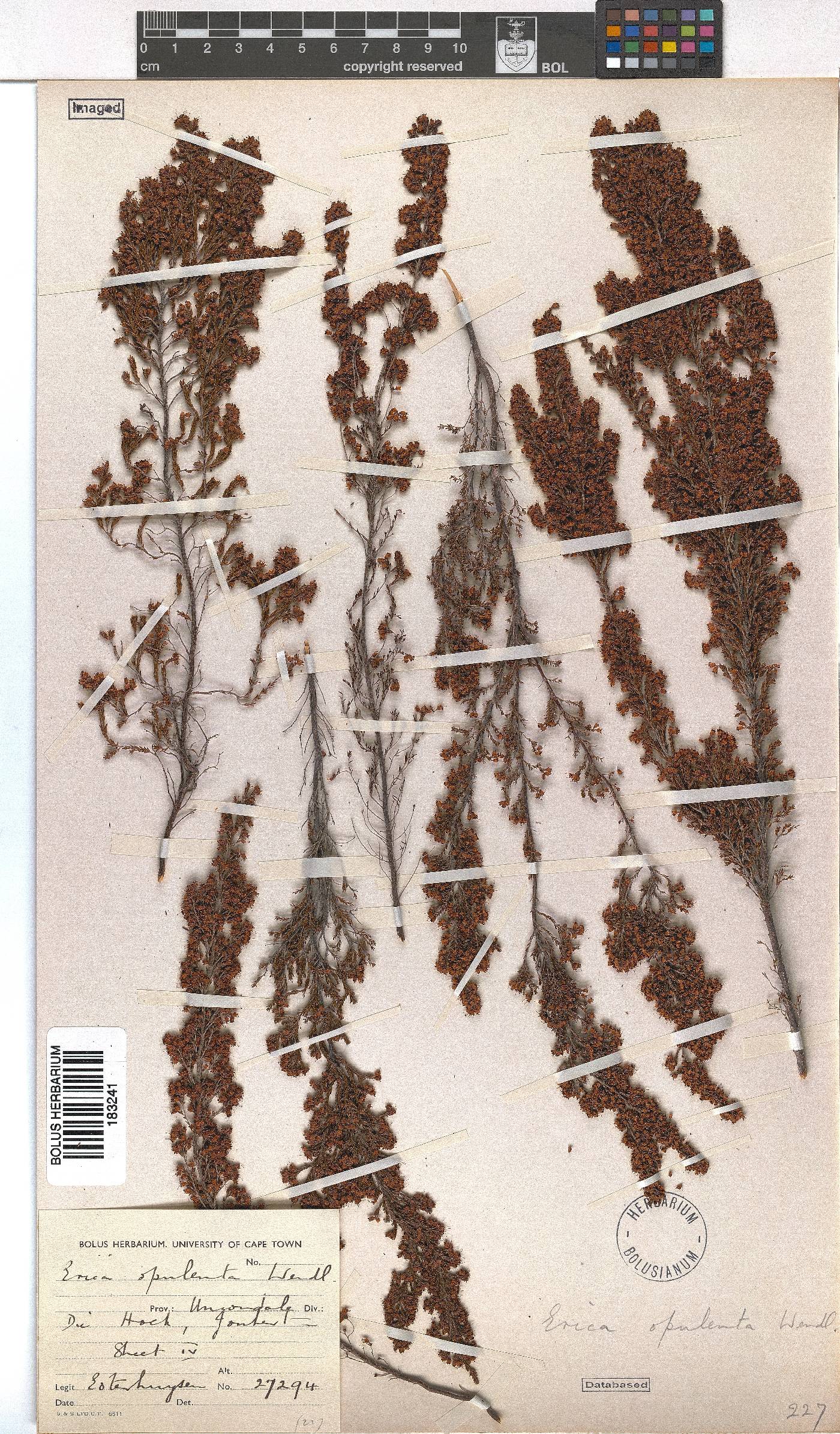 Erica opulenta image