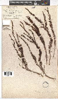 Erica opulenta image