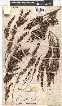 Erica harveyana image