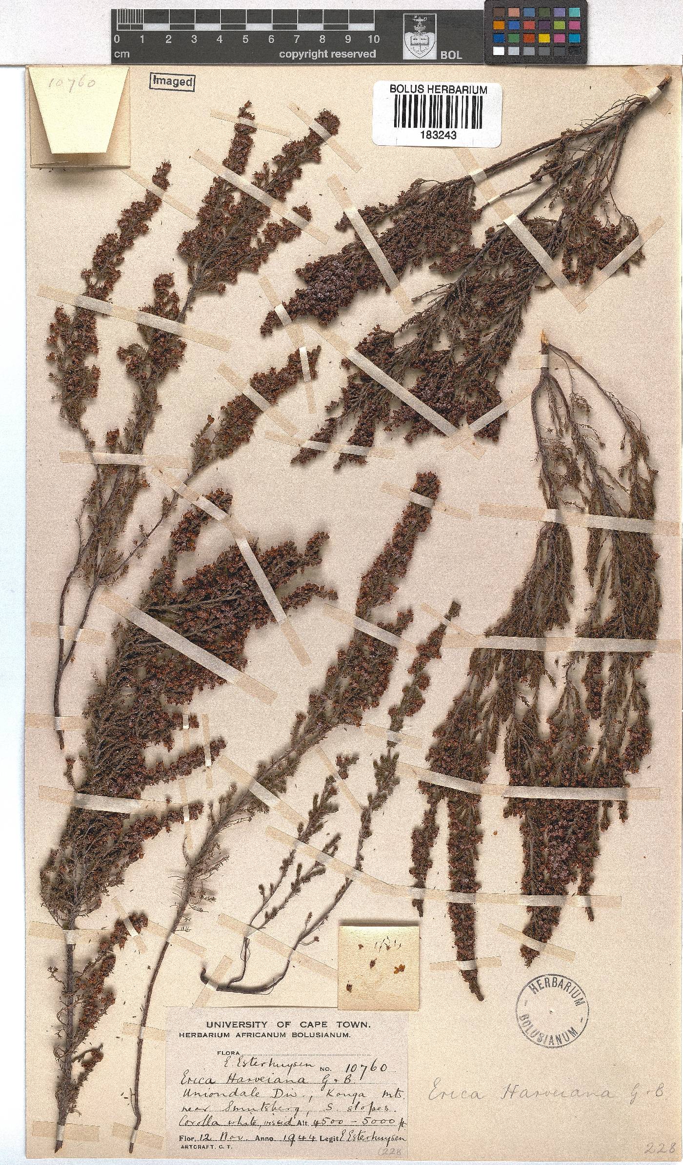 Erica harveyana image