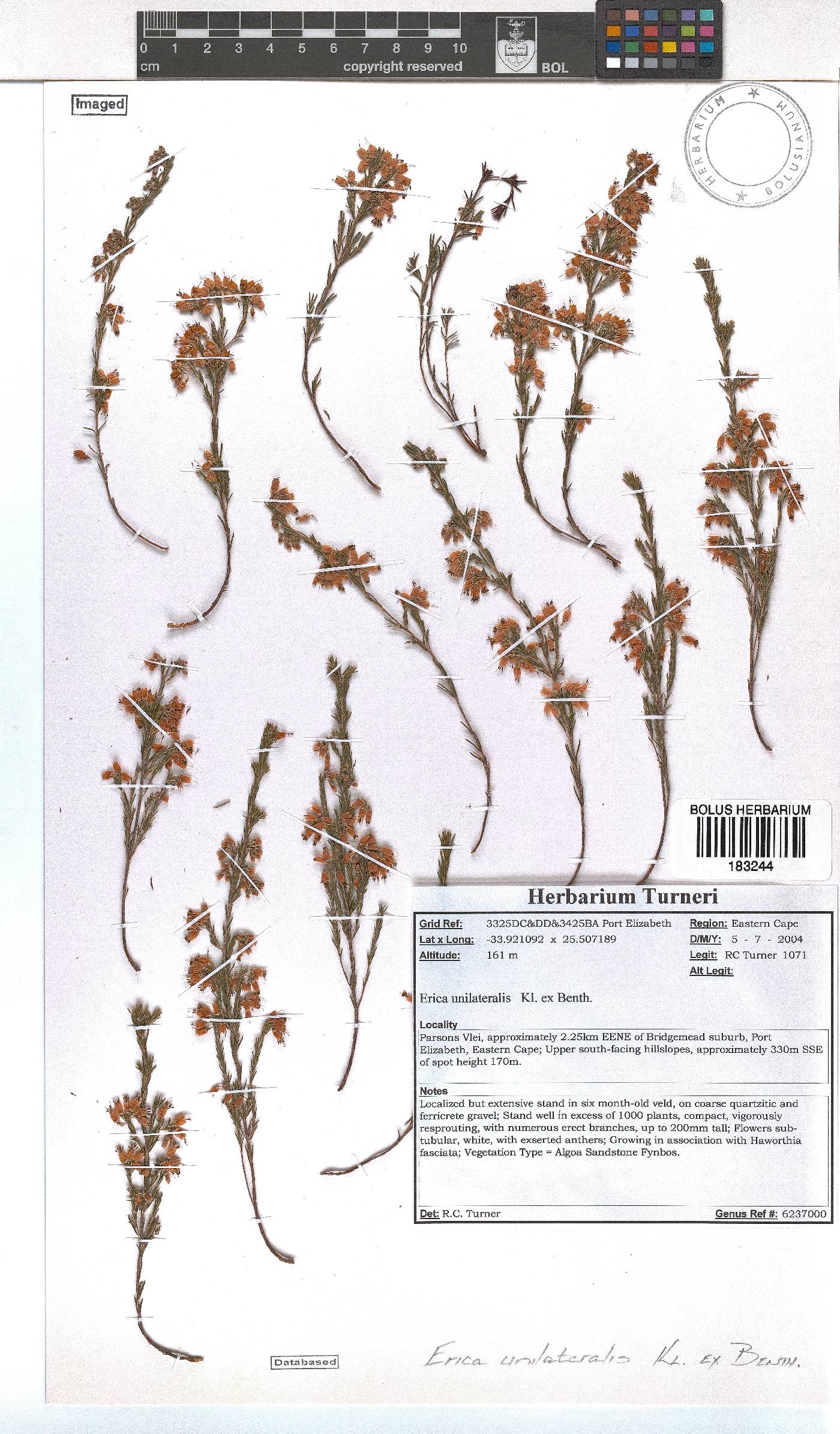 Erica unilateralis image