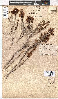 Erica unilateralis image