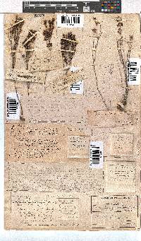 Erica unilateralis image