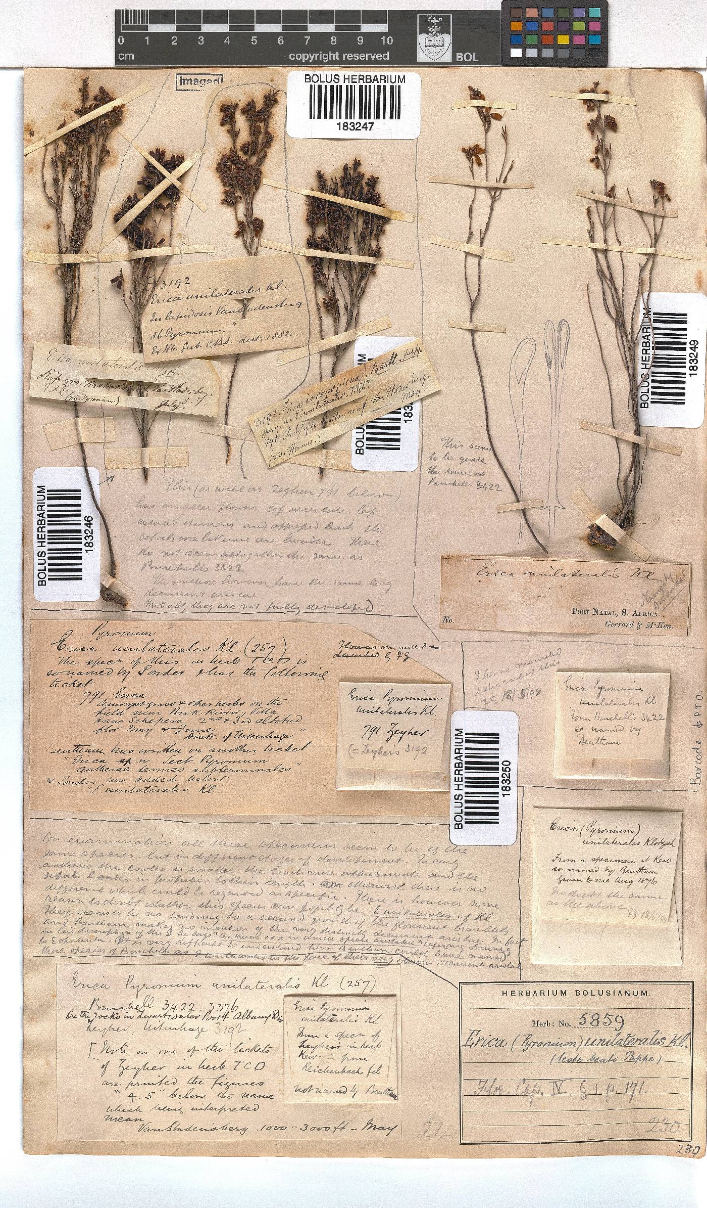 Erica unilateralis image