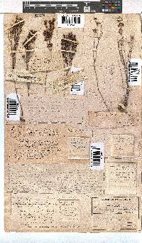 Erica unilateralis image