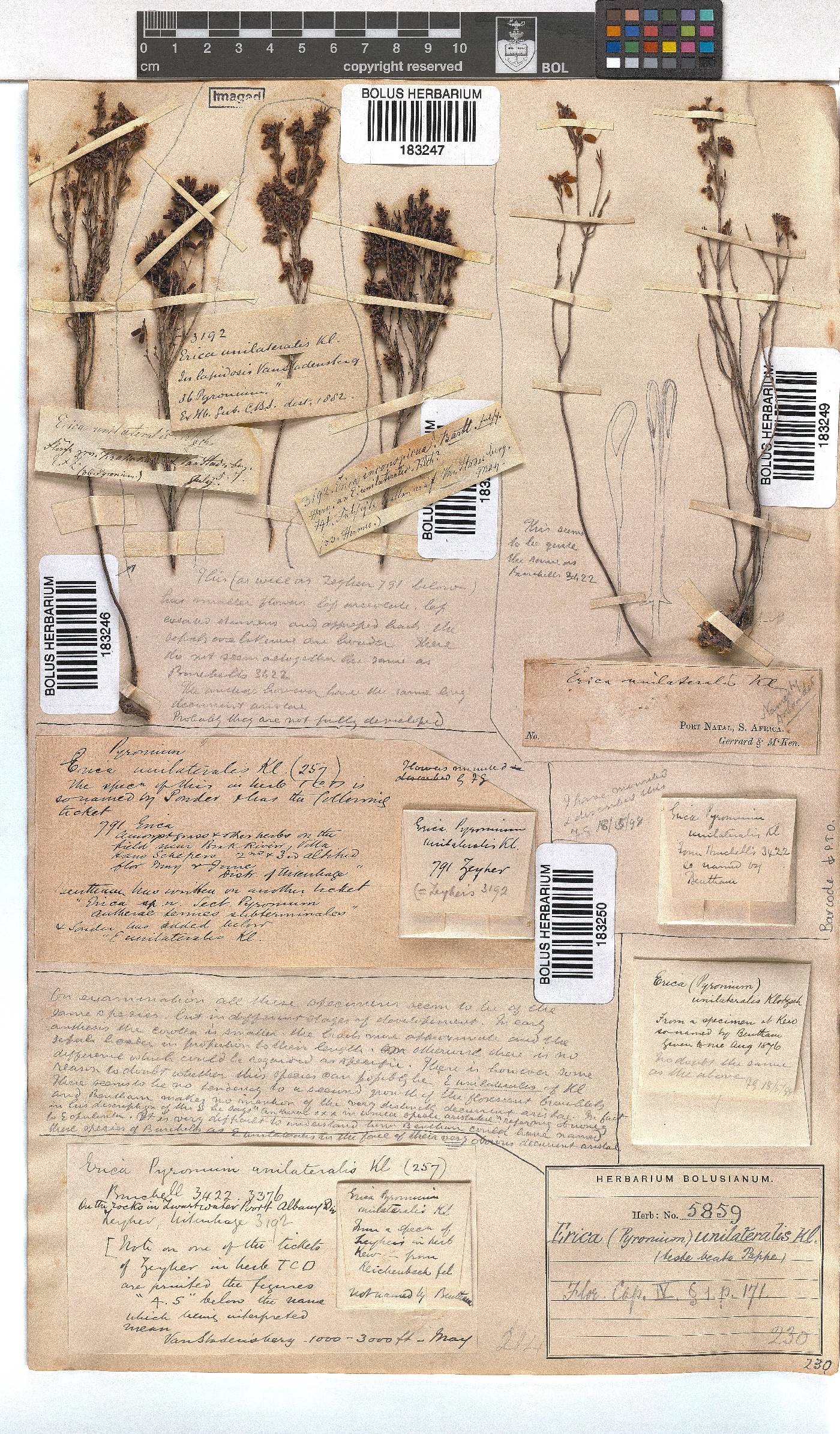 Erica unilateralis image