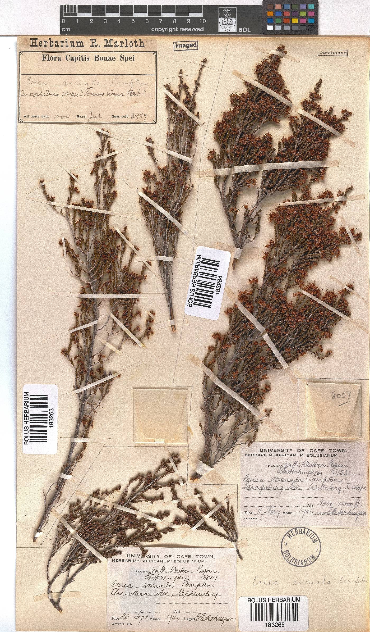 Erica arcuata image