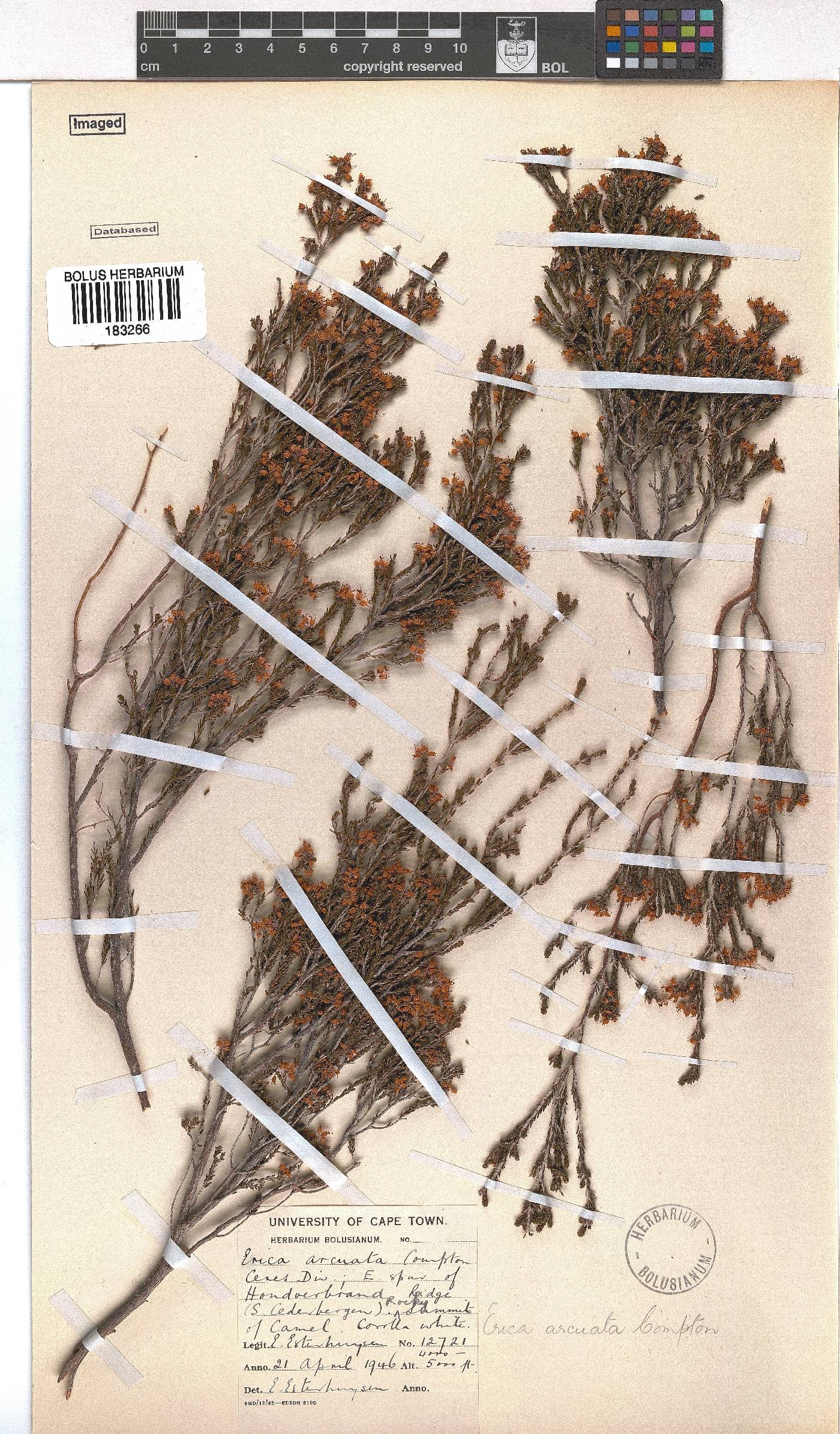 Erica arcuata image