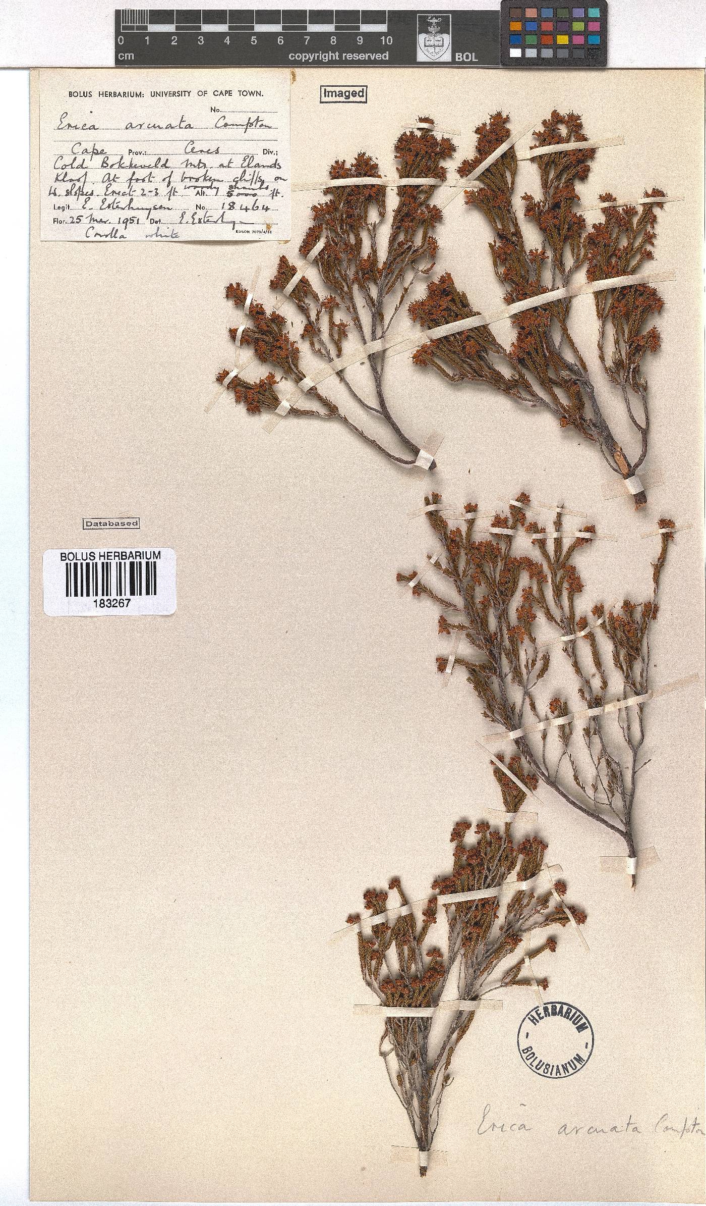 Erica arcuata image