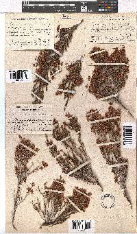 Erica arcuata image