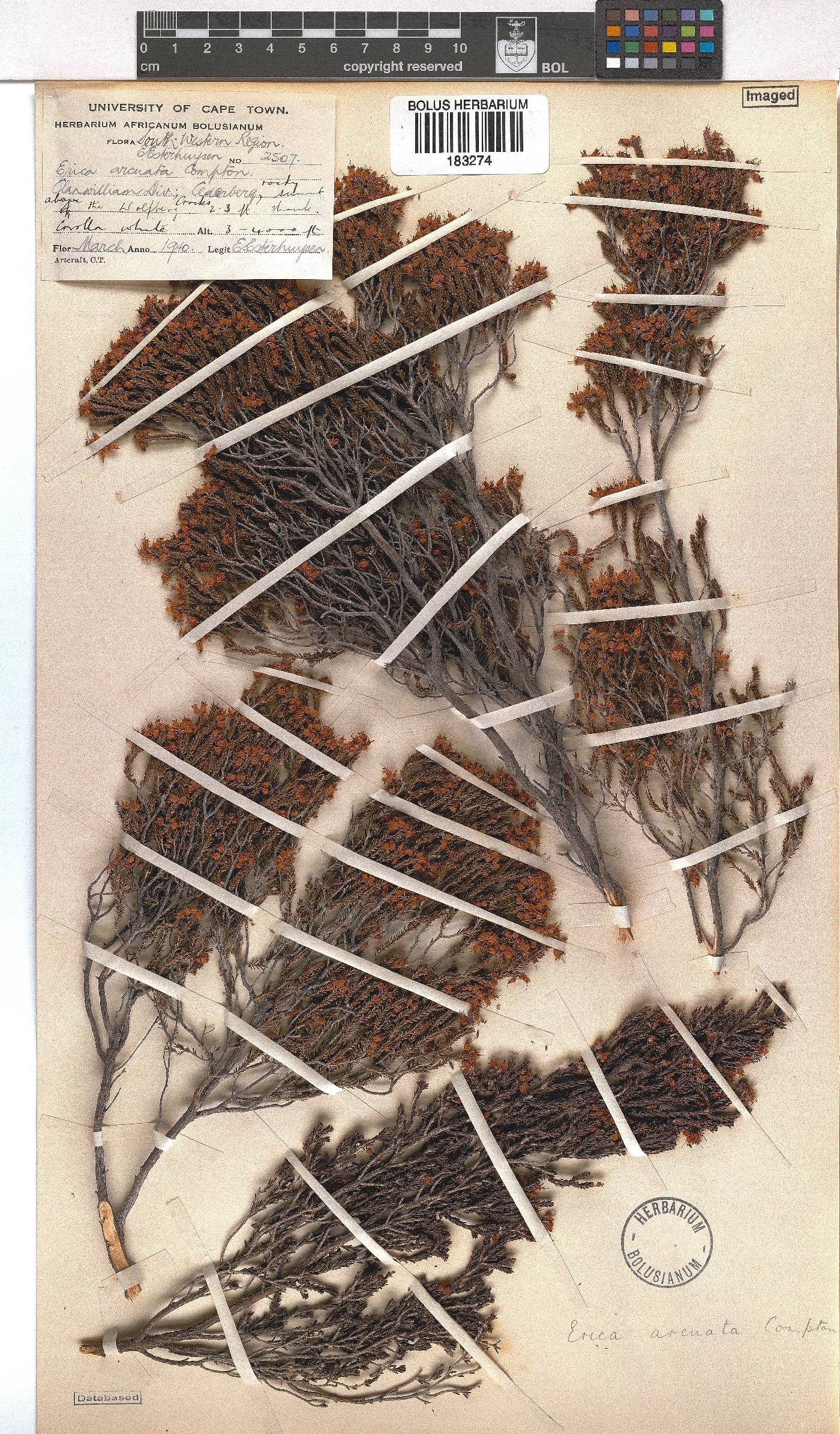 Erica arcuata image