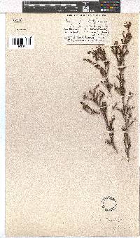 Erica kougabergensis var. recurvifolia image