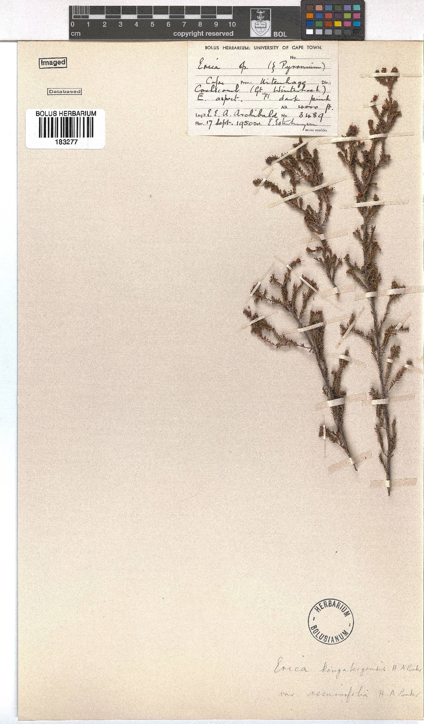 Erica kougabergensis var. recurvifolia image