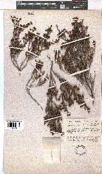 Erica kougabergensis var. recurvifolia image